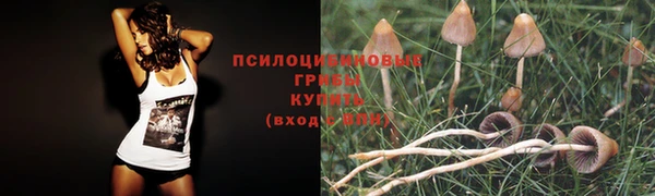 стафф Арсеньев